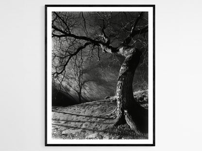 Affiche Arbre Tordu Étrange – Poster Photographie Noir et Blanc au Clair de Lune