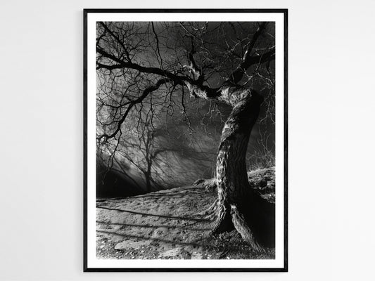 Affiche Arbre Tordu Étrange – Poster Photographie Noir et Blanc au Clair de Lune