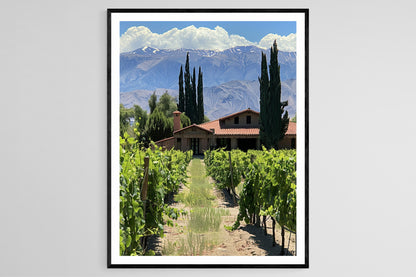 Affiche Vignoble Mendoza - Art Paysager Scénique d'Argentine