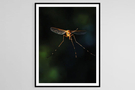 Affiche Moustique en Vol – Poster Macro Détails Éblouissants