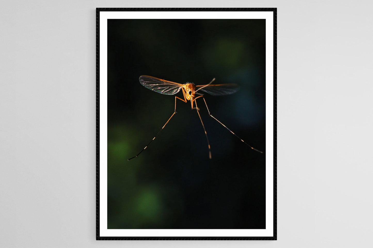 Affiche Moustique en Vol – Poster Vue Macro Délicate