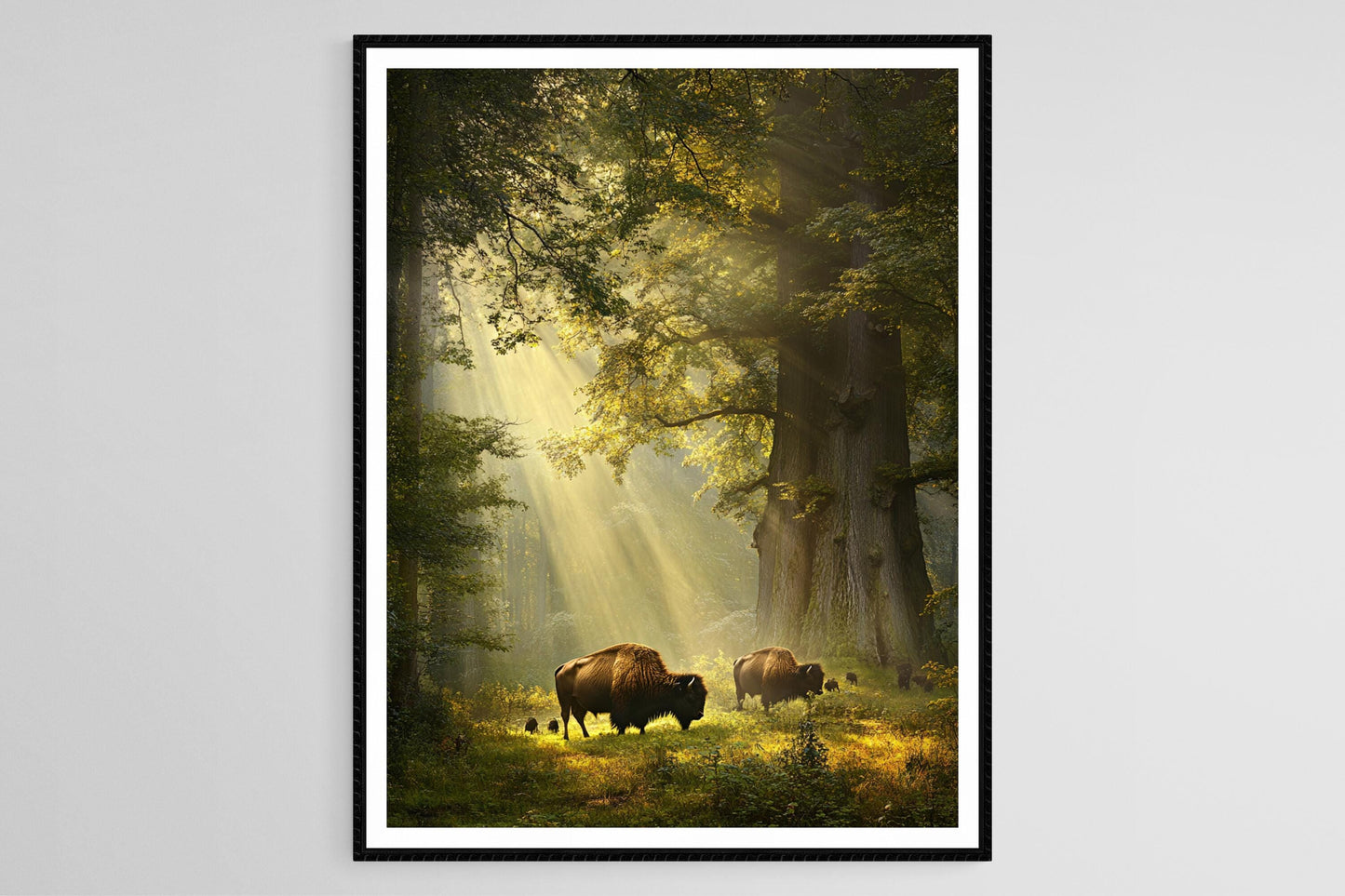 Affiche Forêt de Białowieża – Poster Arbres anciens et Bison européen